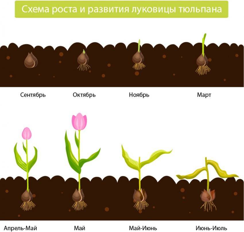 Что делать с цветами с луковицей. Тюльпан размножается луковицей. Жизненный цикл луковицы тюльпана. Как размножаются тюльпаны луковицы. Размножение тюльпанов луковицами схема.
