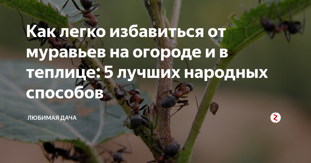 Муравьи на даче: нужны или нет, как бороться, средства, методы, чтобы вывести полностью