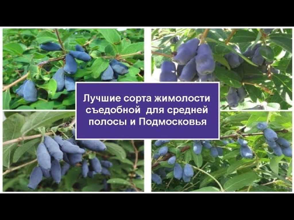 Самые сладкие сорта жимолости. краткое описание каждого сорта.