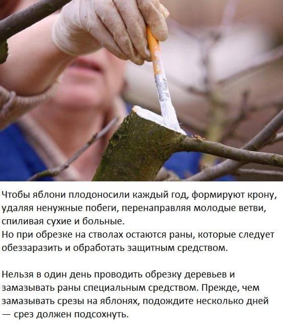  ошибки садоводов при обрезке сада
