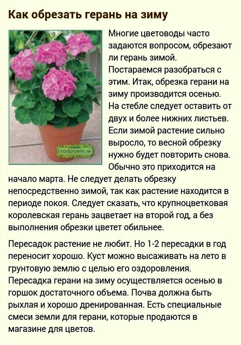 Как ухаживать за геранью в домашних условиях: фото, размножение, пересадка и обрезка