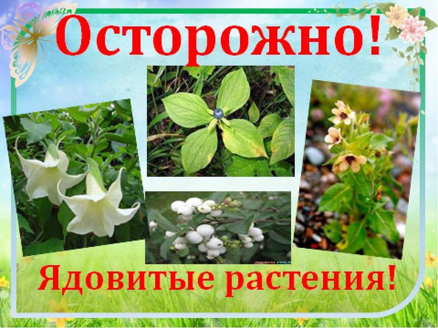 10 ядовитых растений на нашем участке. фото — ботаничка