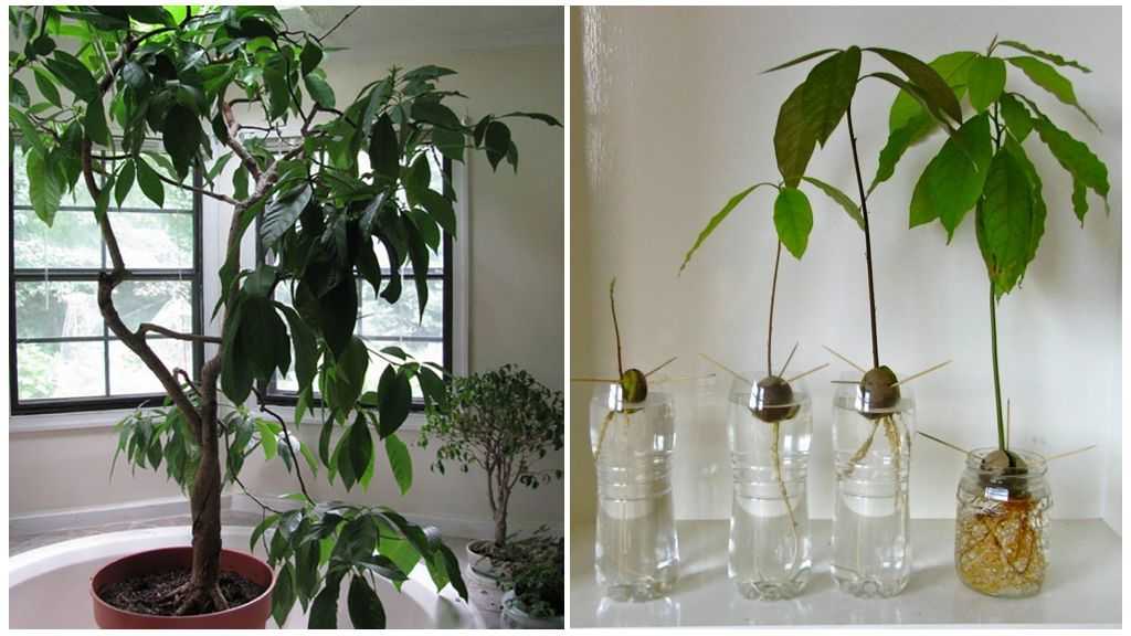 Выращивание авокадо в домашних условиях - pahistahis.ru