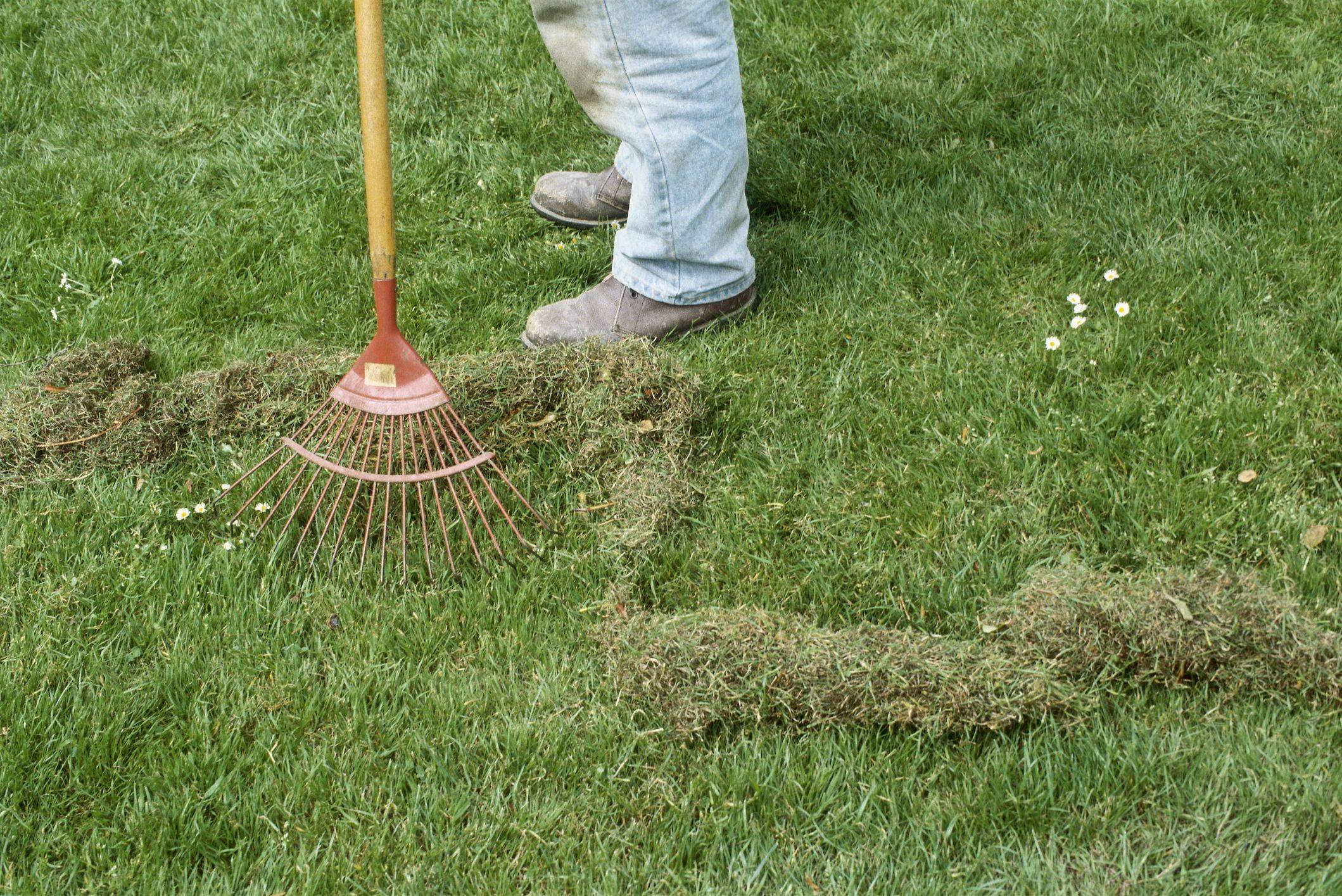 Если растёт мох на участке то какая почва | самый эффективный способ избавиться от мха на участке