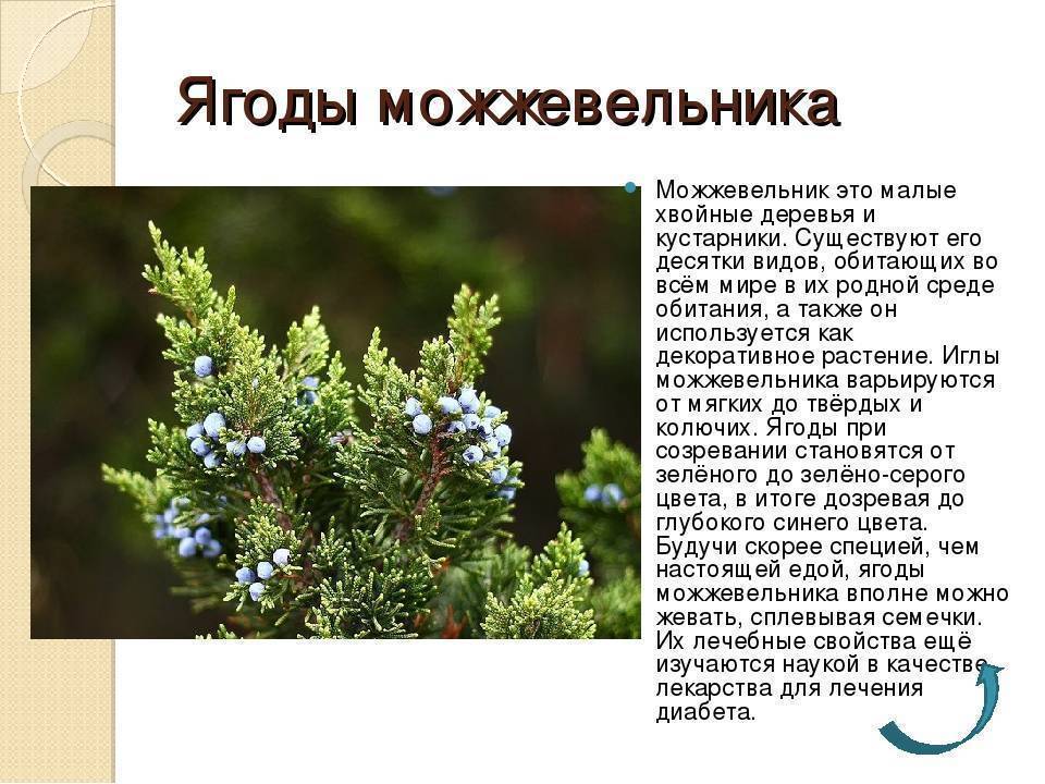 Можжевельник: особенности выращивание, сроки посадки, размножение и уход