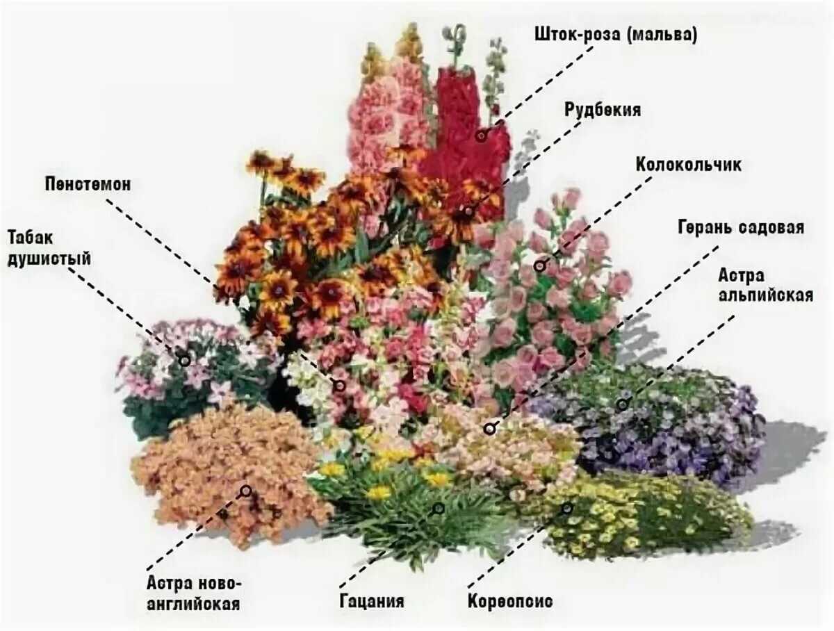 Схема посадки клумбы для начинающих непрерывного цветения