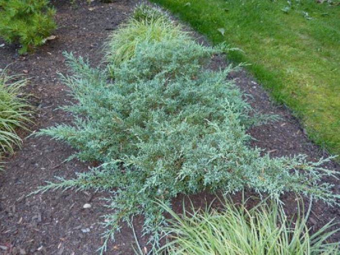 О можжевельнике блю альпс: описание сорта, как посадить и ухаживать
