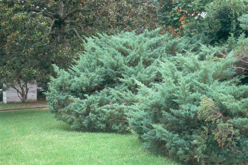 Можжевельник блю альпс китайский: описание в ландшафтном дизайне, juniperus chinensis blue alps