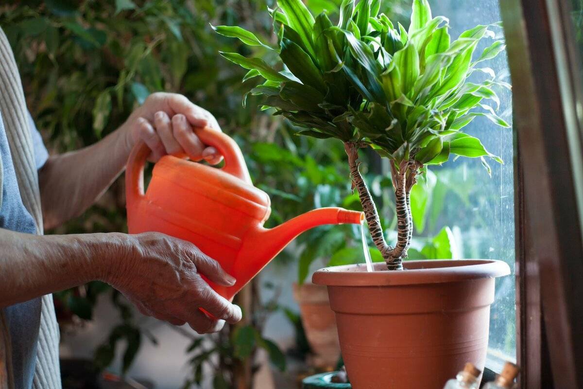 Как нужно поливать растение