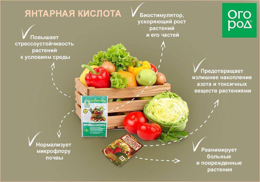 Янтарная кислота для рассады: как развести, как использовать, применение для рассады томатов, огурцов