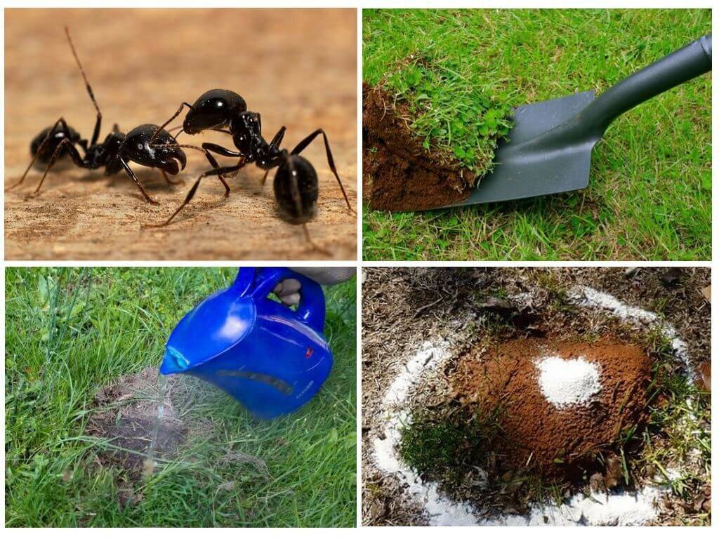 Как избавиться от муравьев - wikihow