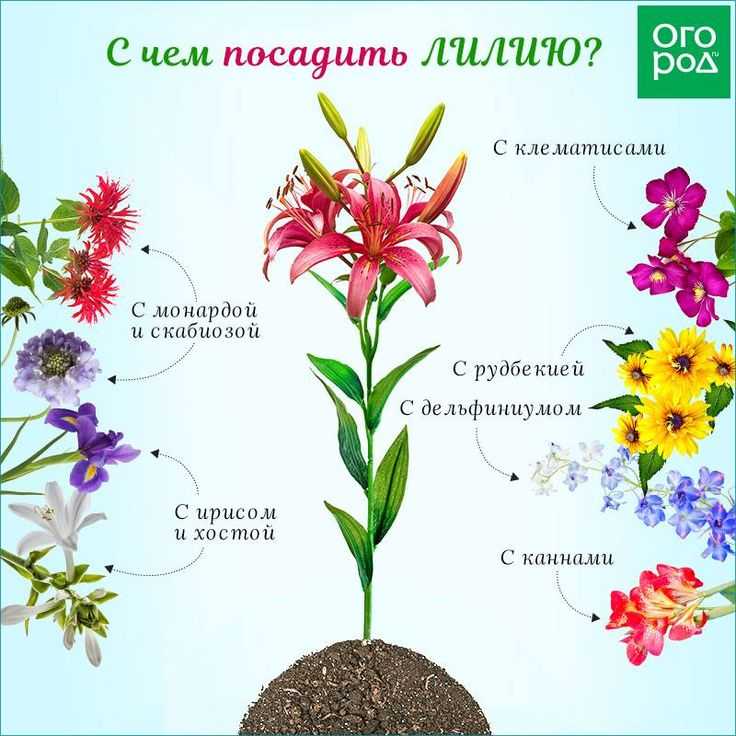 Подготовка многолетних цветов к зиме — полезные рекомендации selo.guru — интернет портал о сельском хозяйстве