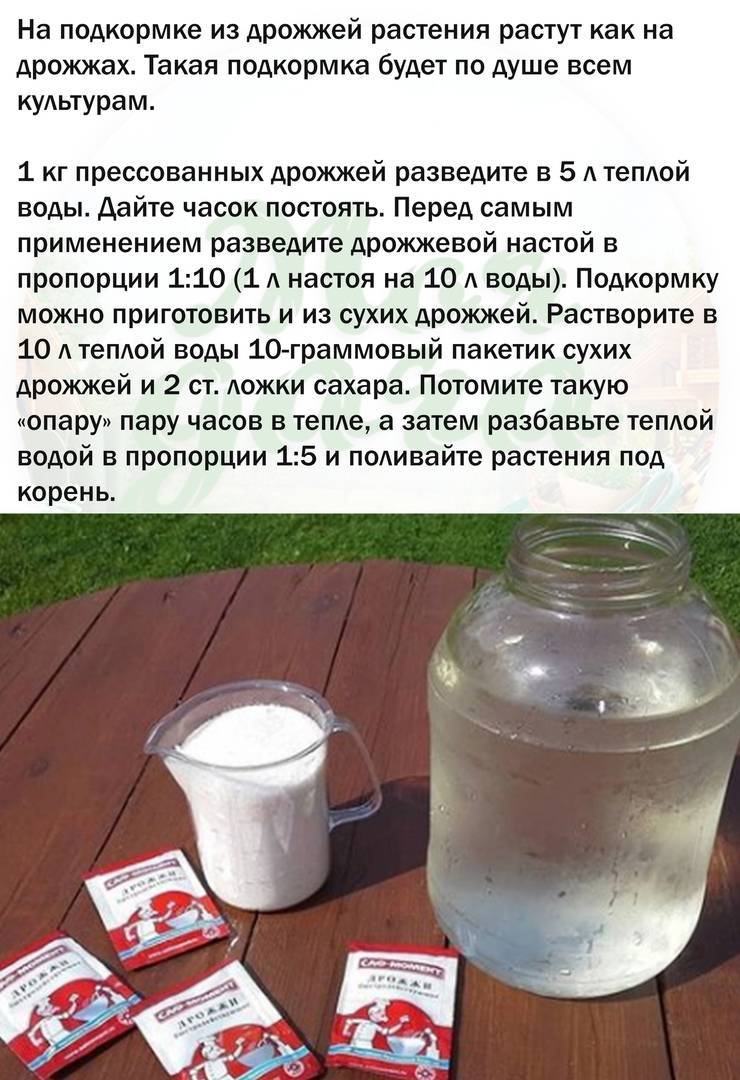 Дрожжевая подкормка для растений: рецепт приготовления раствора