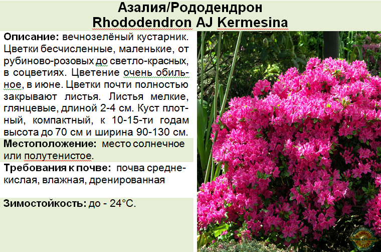 Рододендрон: посадка и уход, виды и сорта с фото