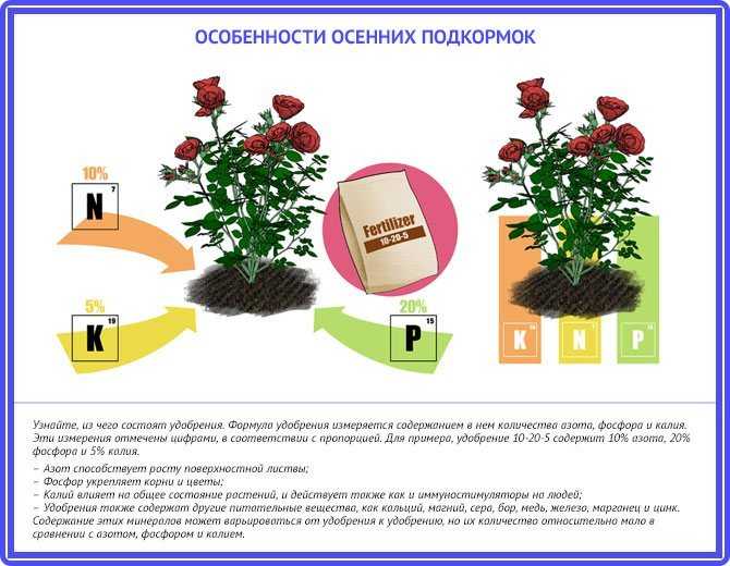 Чем подкормить розы в июне, в середине лета и осенью?