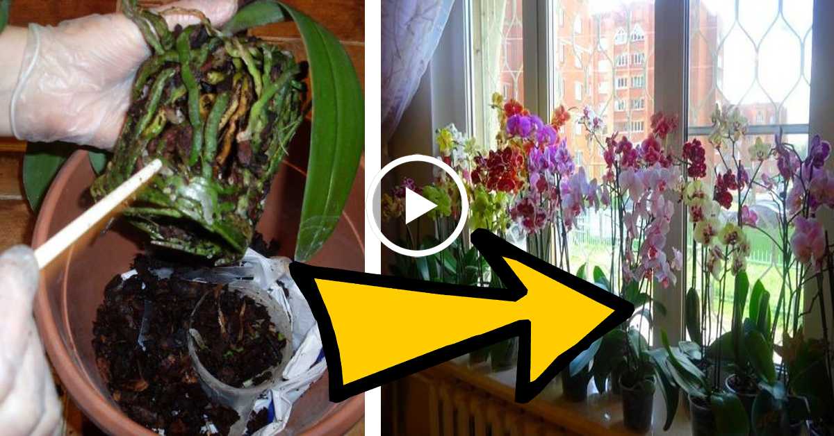 Как заставить орхидею зацвести? 6 полезных советов
