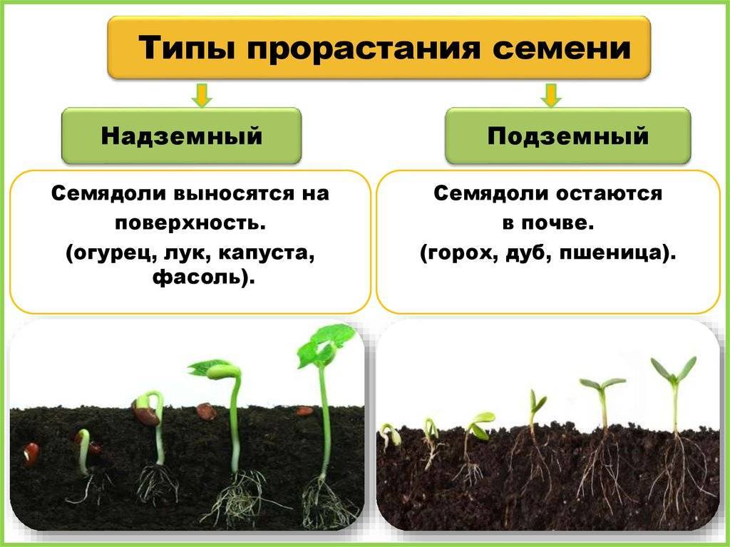 7 популярных, но не очевидных причин, почему плохо растет рассада