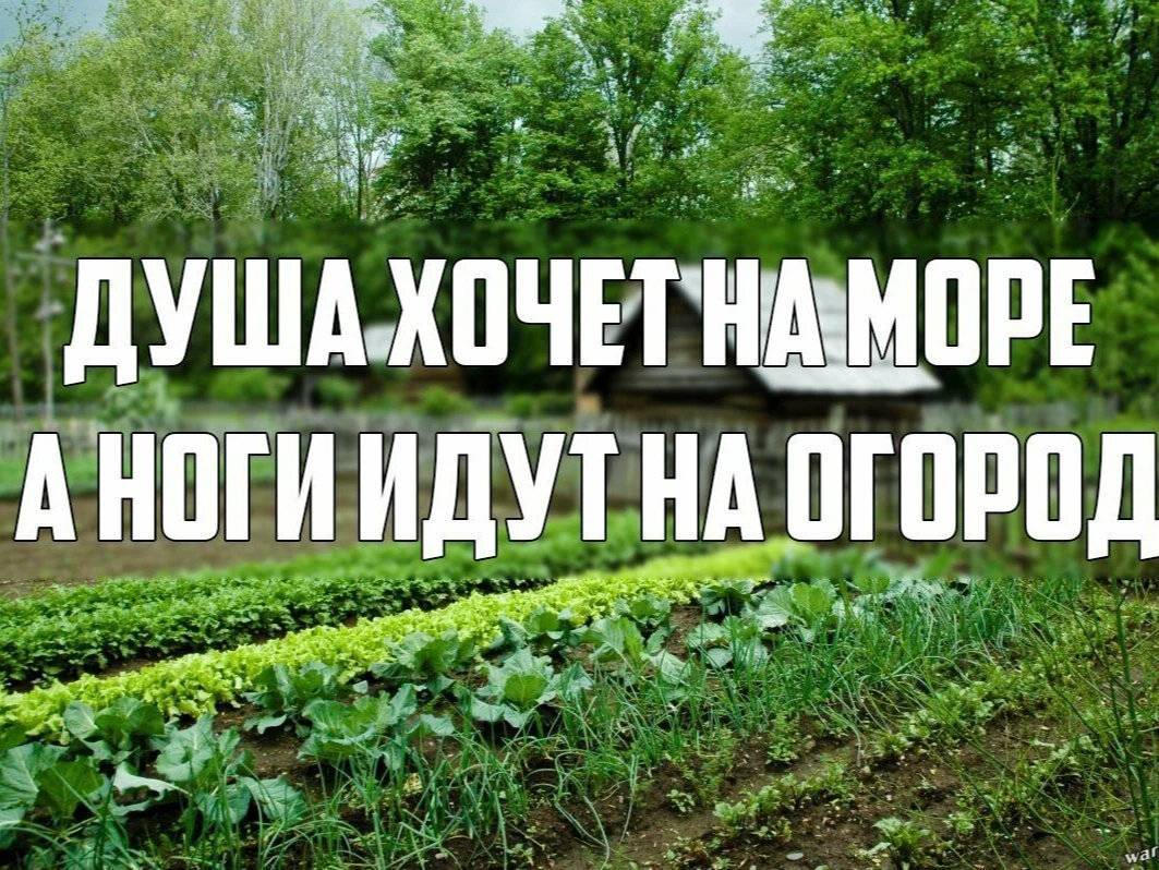 70+ идей грядок на даче: красивые, «умные», «ленивые» – всё, что нужно знать огороднику!