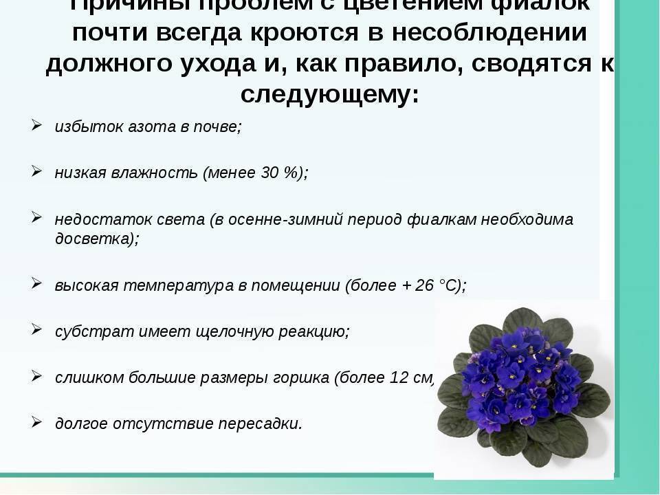 Фиалка не цветет: что делать для обильного цветения, ошибки в уходе