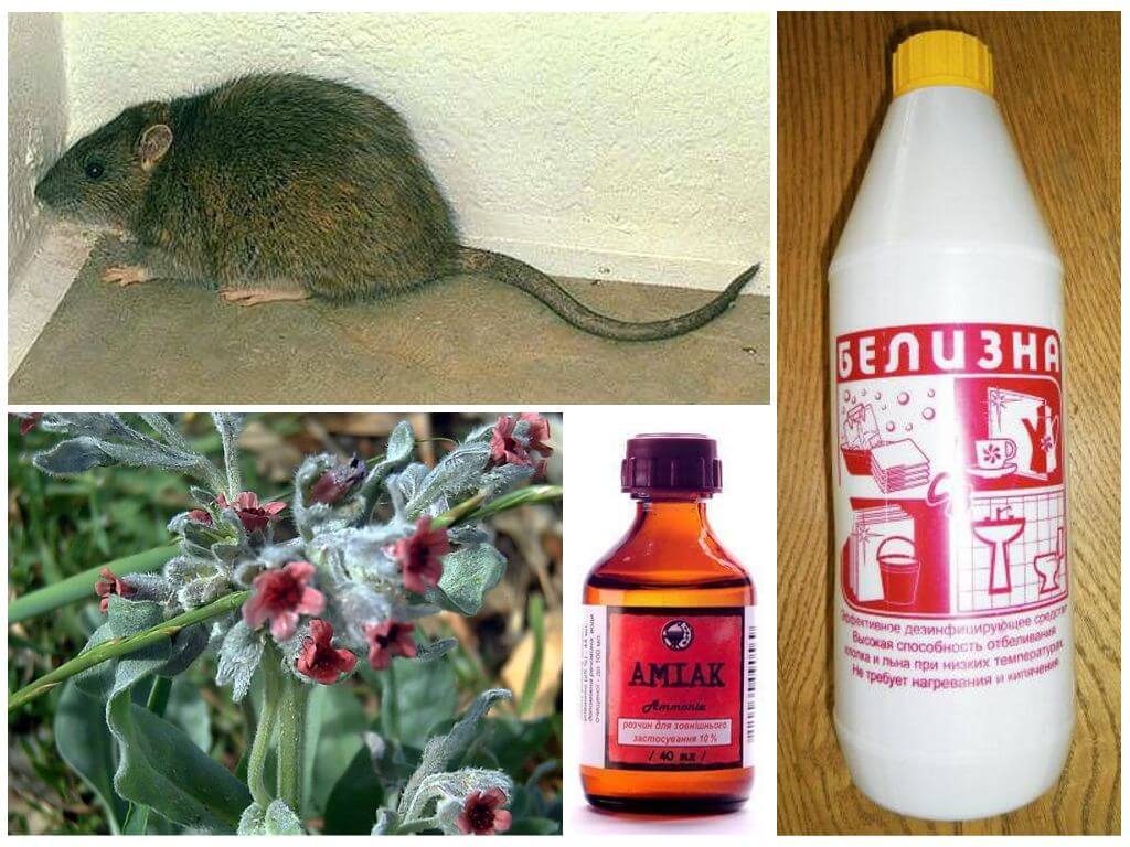Способы избавиться от мышей. Народные средства от мышей в доме. Средство от мышей в доме. Крысы вредители. Эффективное средство от мышей.