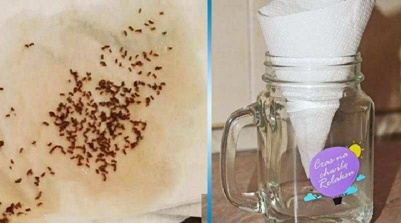 Как избавиться от мушек на кухне: как бороться и вывести мелких мошек