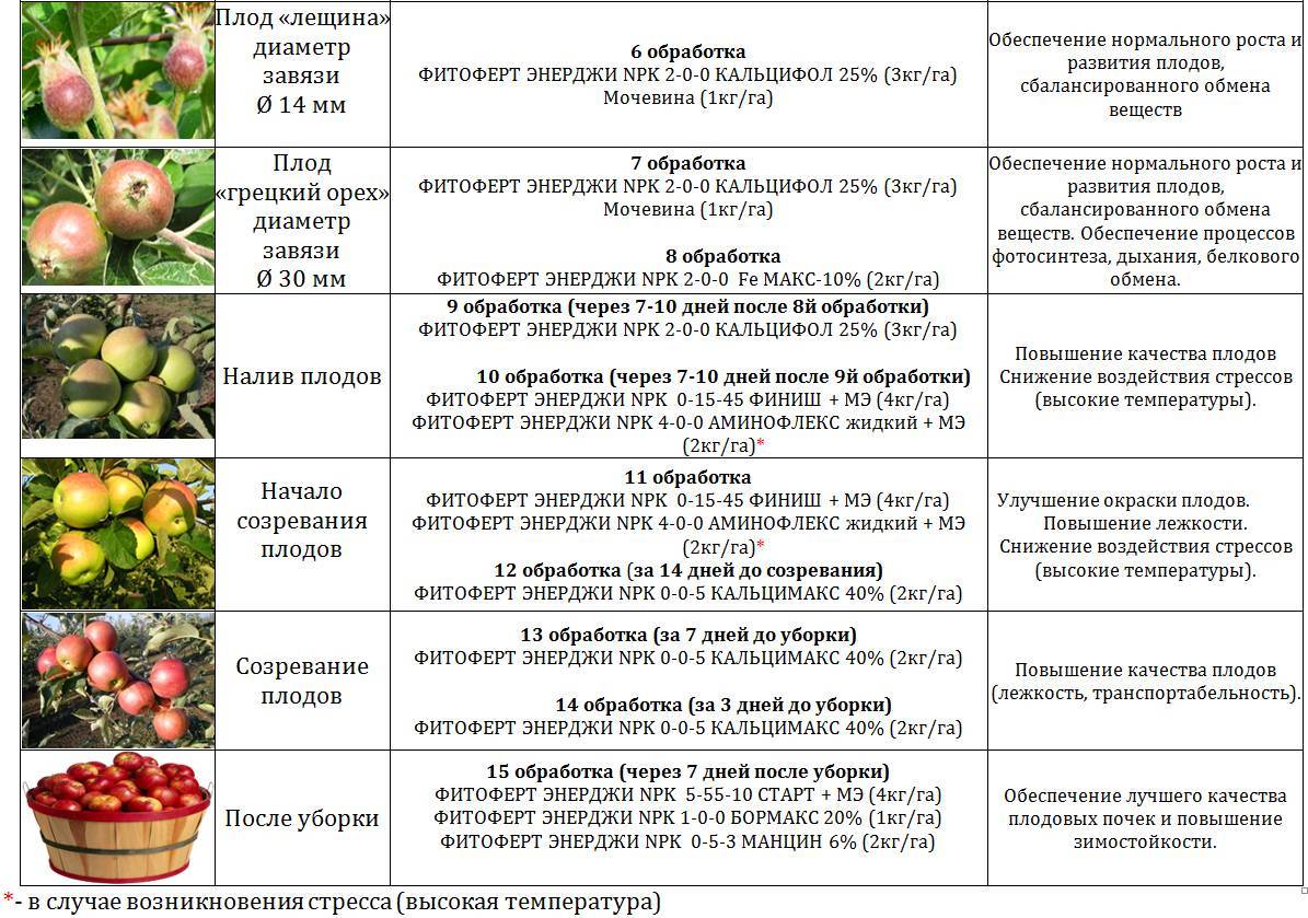 Схема подкормки плодовых деревьев