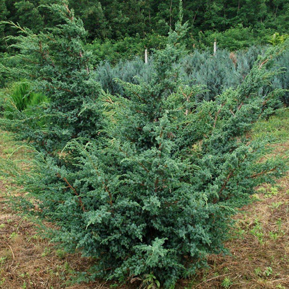 Можжевельник китайский блю альпс: посадка и уход