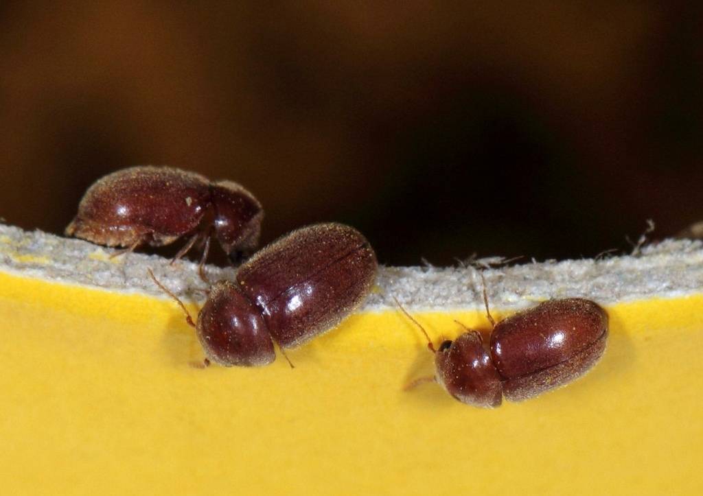 🐜 как избавится от домашних жуков на кухне: виды насекомых, способы борьбы