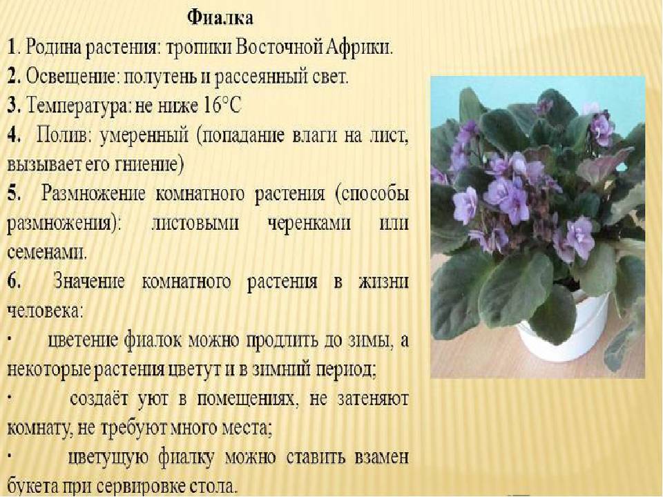 Уход за фиалками в домашних условиях – гид для новичков