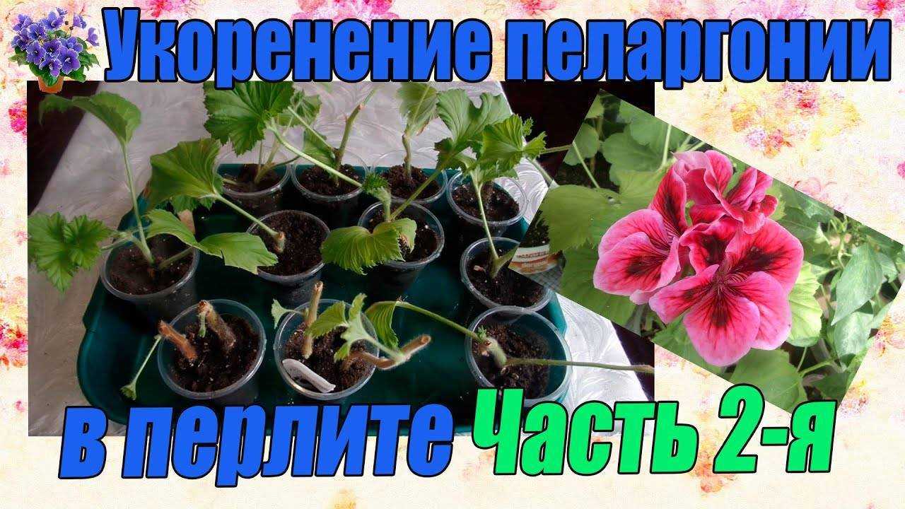 Герань – уход в домашних условиях и особенности роста. подкормки в период цветения – весной и летом