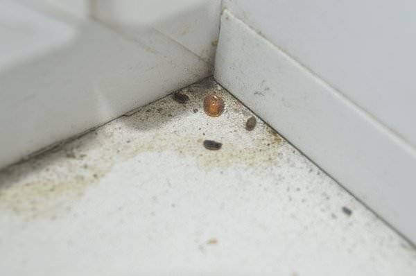 Маленькие коричневые жучки в квартире - все информация - nasekomim.net