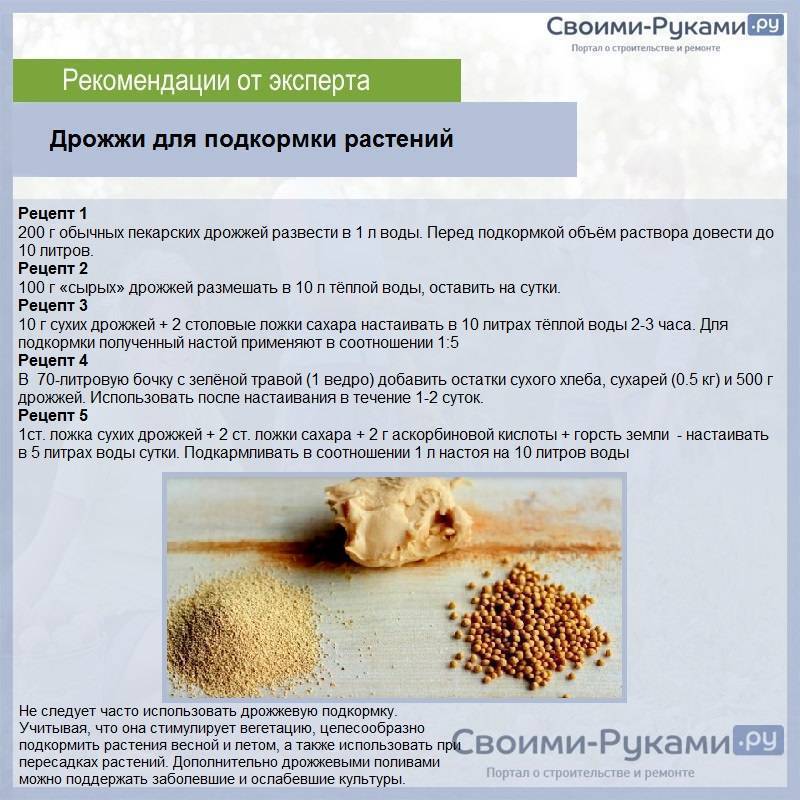 Подкормка дрожжами овощей, садовых и комнатных растений