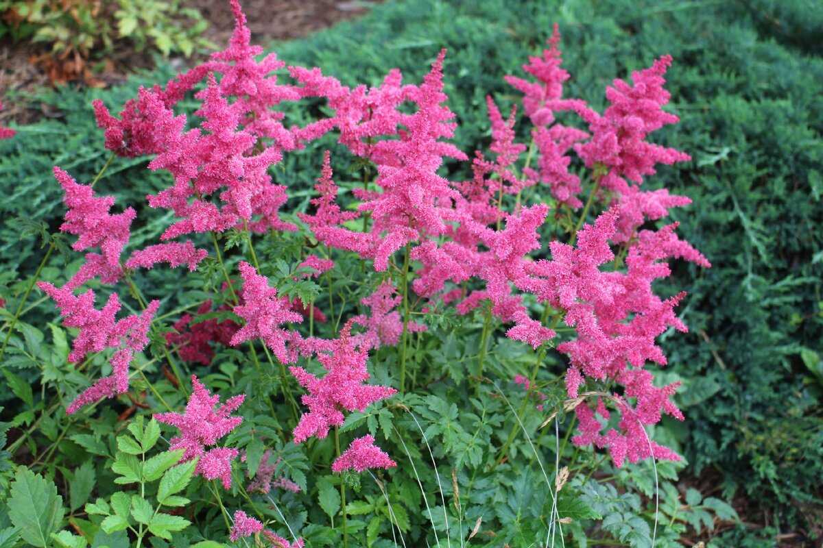 Астильба Арендса 'Granat'. Астильба Давида Astilbe davidii. Астильба Арендса 'glut'.