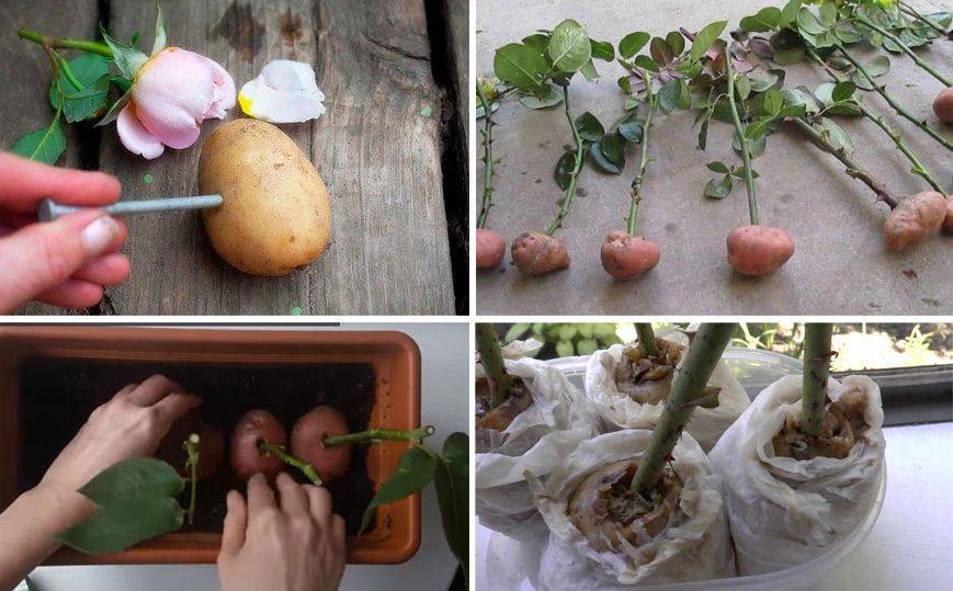 Как укоренить розу из букета в домашних условиях