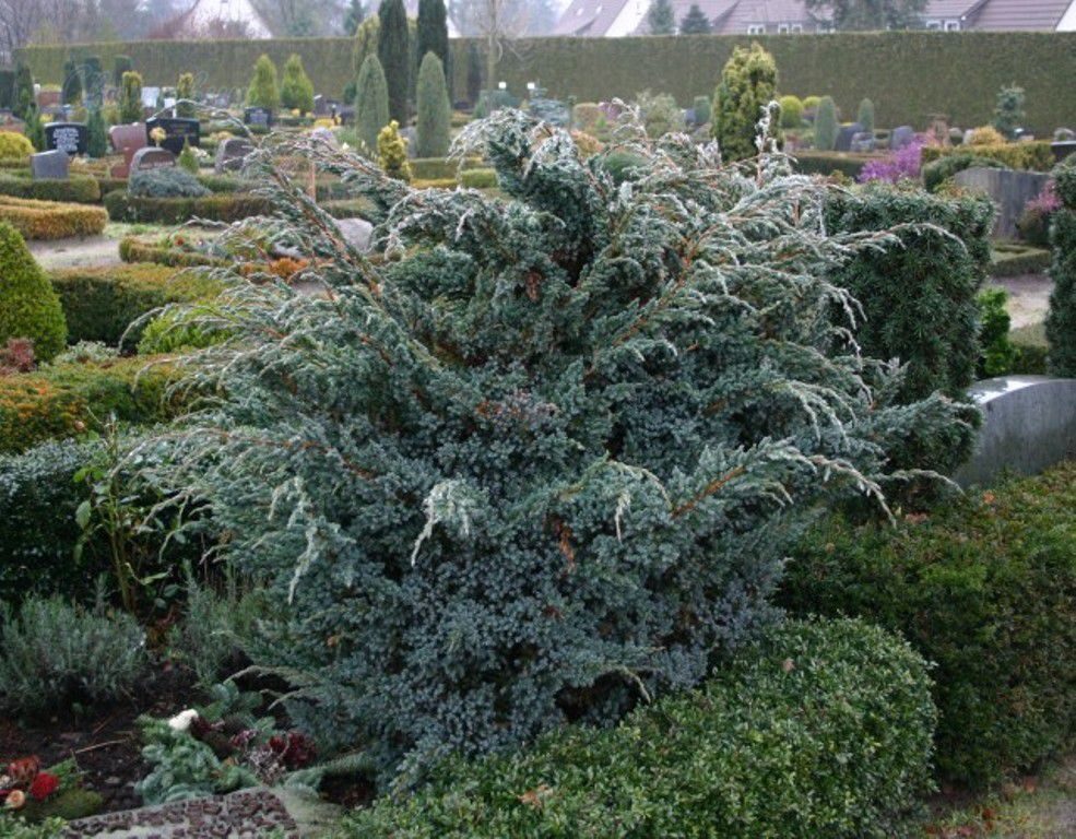 Выращивание на приусадебном участке китайского можжевельника блю альпс