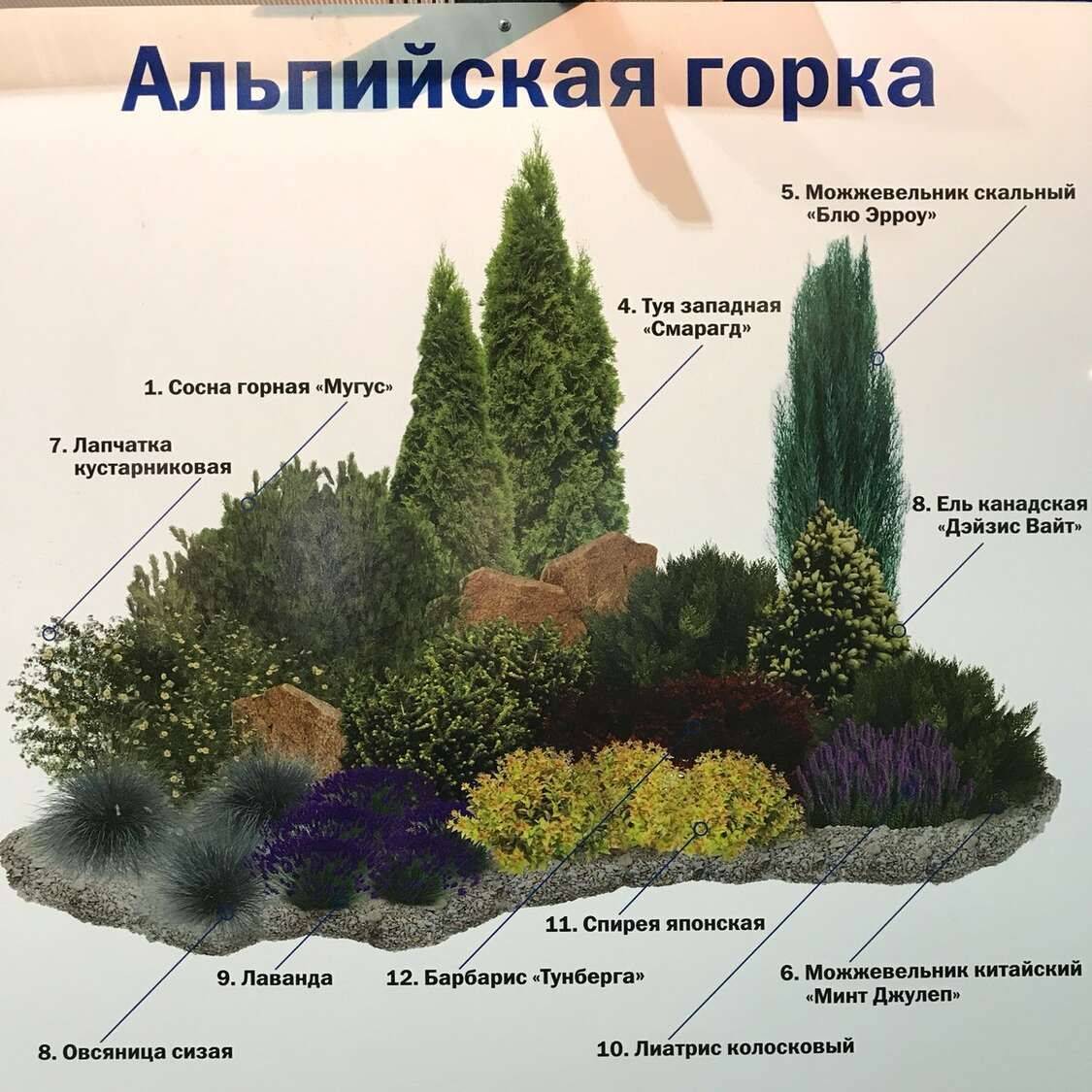 Почвопокровные многолетники: фото и названия цветов, цветущих все лето