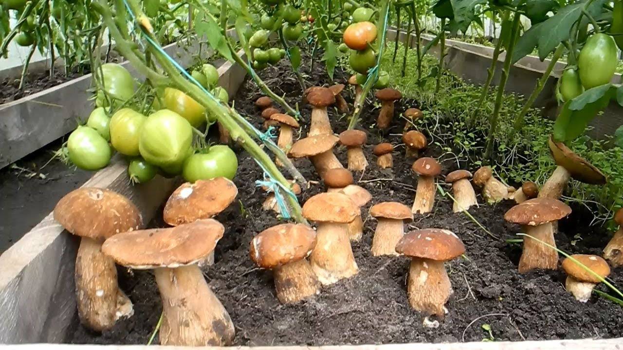 Условия выращивания белого гриба. Грибы в огороде. Белые грибы на грядке в саду. Грибы на приусадебном участке. Грибы на участке вырастить.