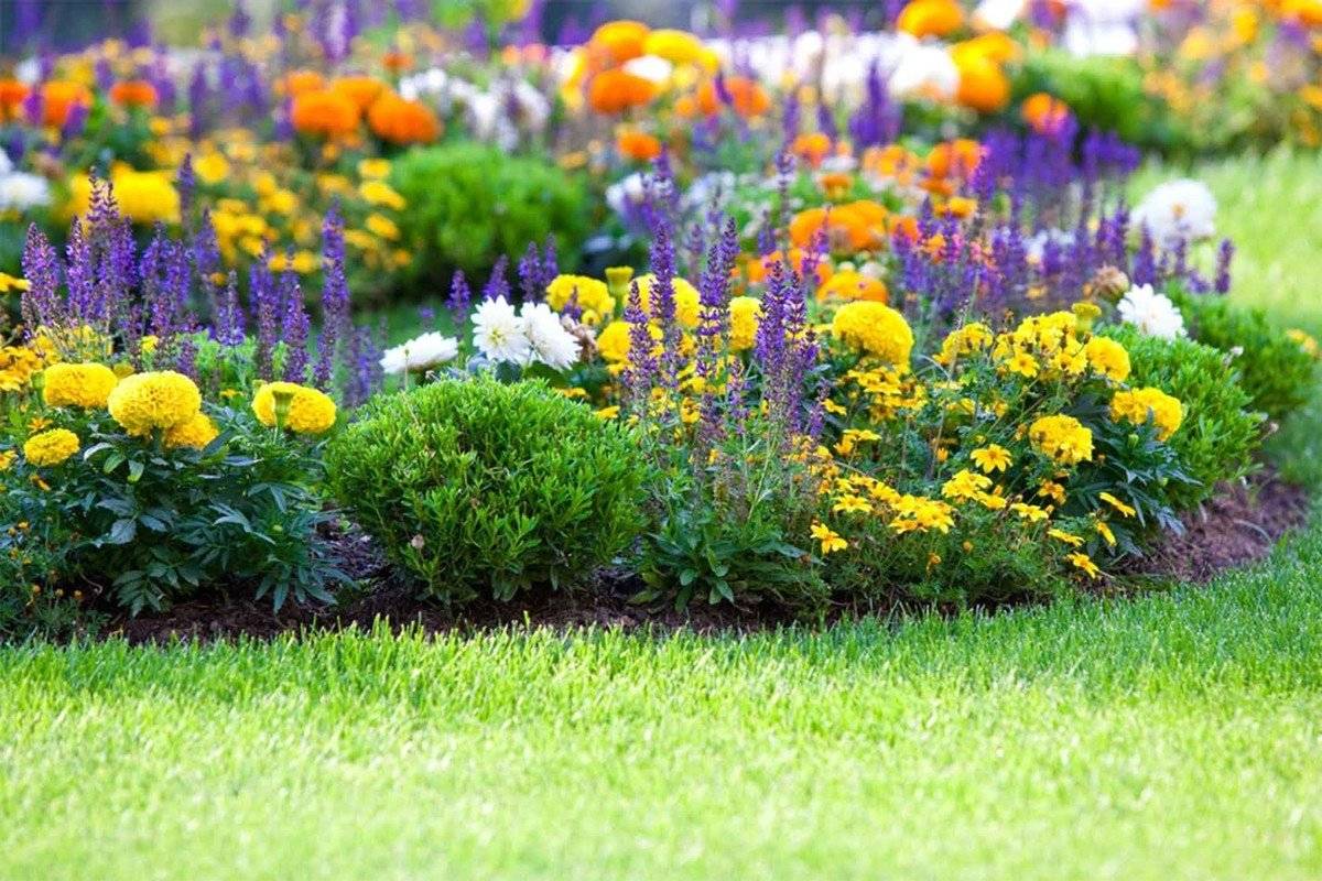 Многолетние дачные цветы для сада и огорода. каталог с описанием
