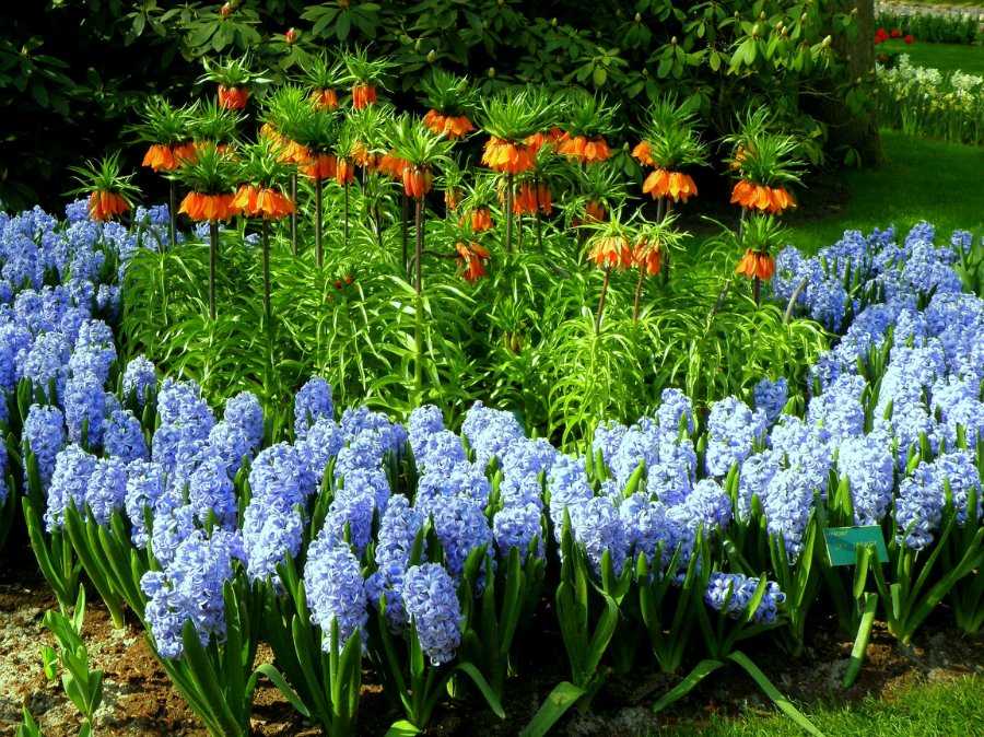 15 красивых цветов для посадки весной на даче, которые будут цвести весь сезон