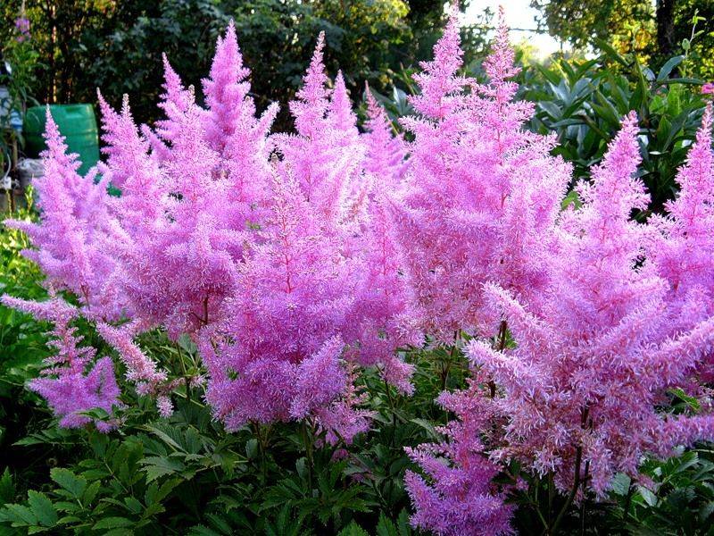 Астильба Арендса (Astilbe arendsii Spinell