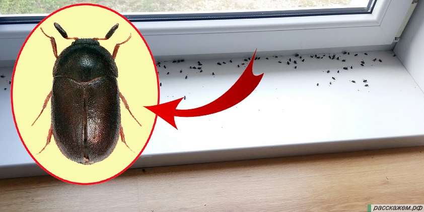 Почему появляются насекомые на подоконнике: разновидности жучков и способы борьбы