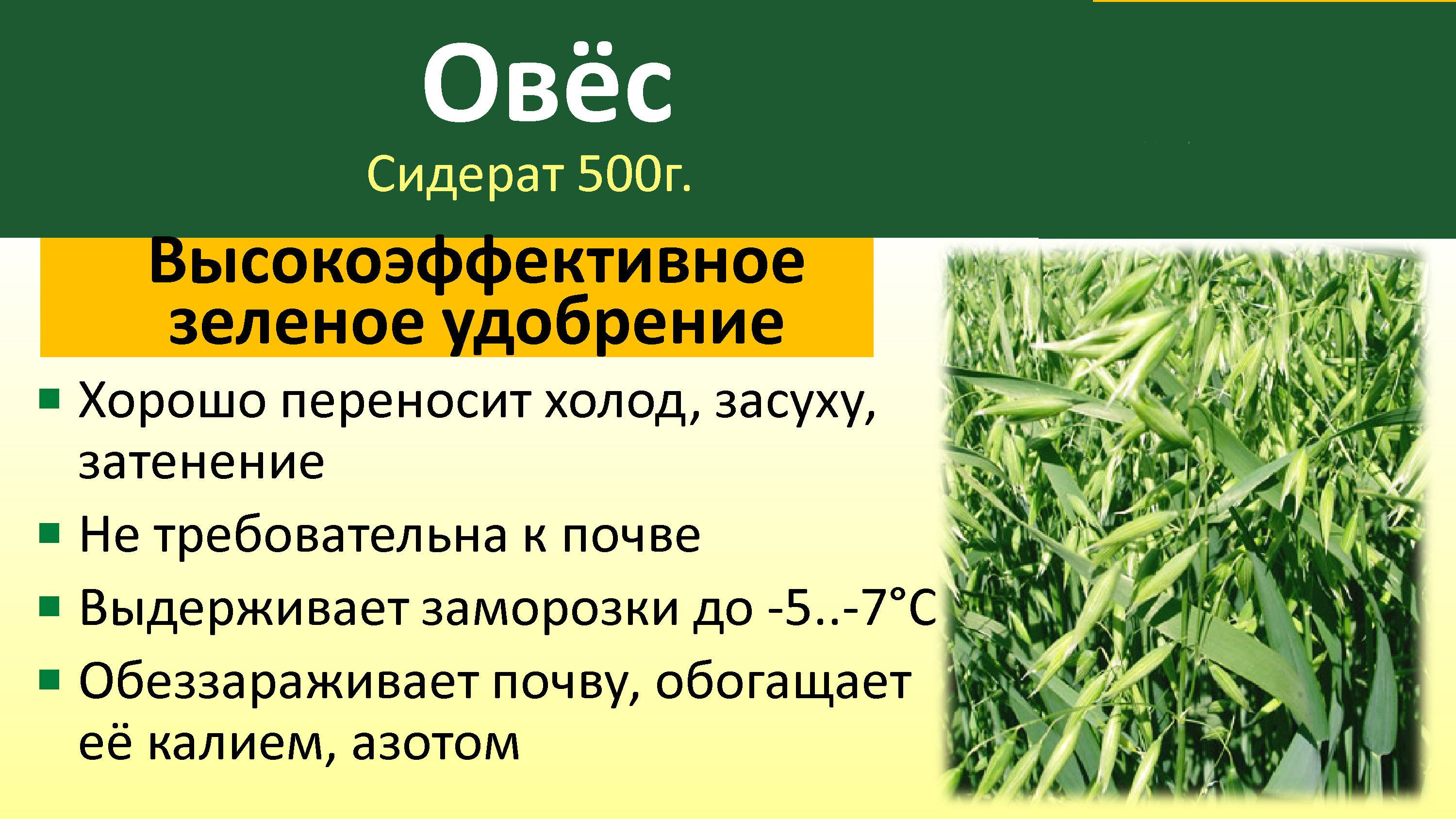 Что такое сидераты, и для чего они нужны на даче и огороде?