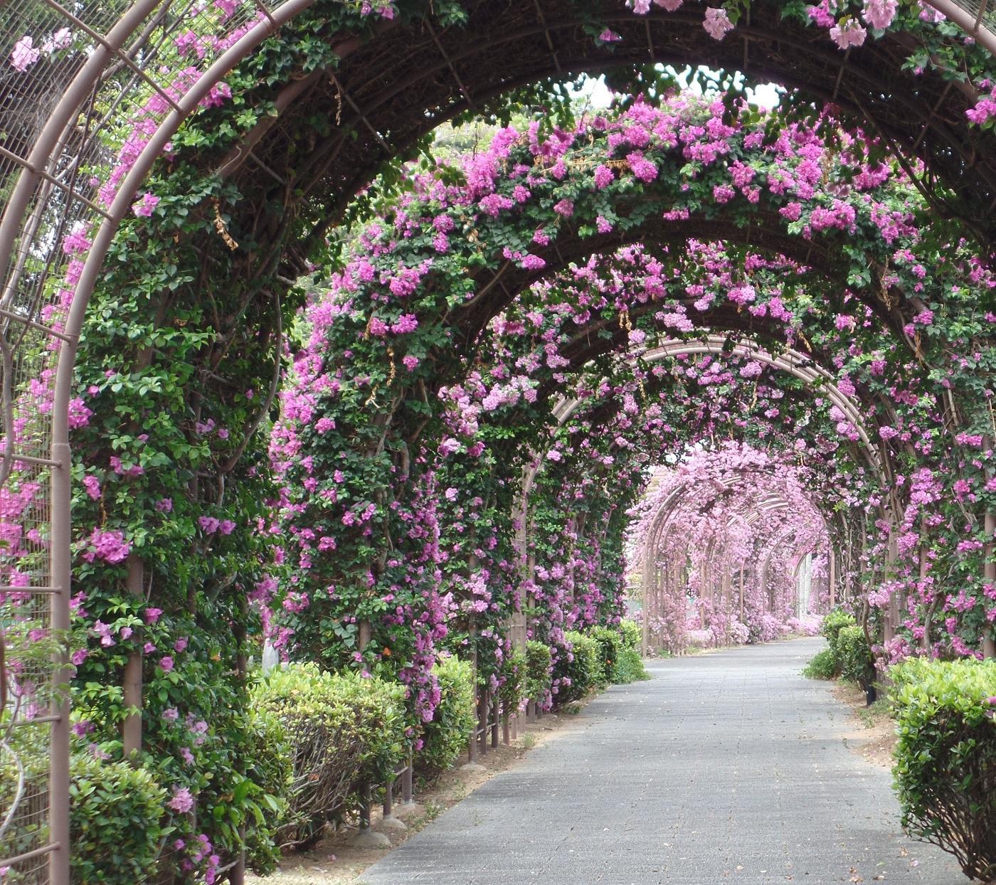 8 очаровательных цветочных арок в саду, которые украсят любой участок