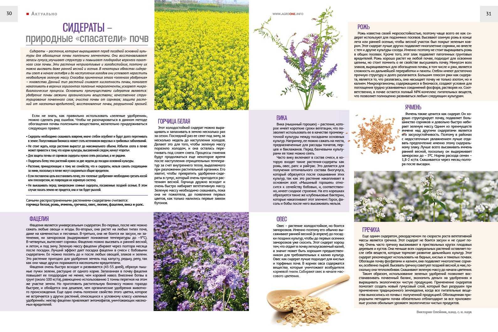 Сидераты - виды, посадка и правила использования