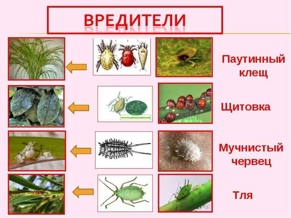 Болезни комнатных цветов и растений - комнатные и садовые растения, уход за ними sad-doma.net