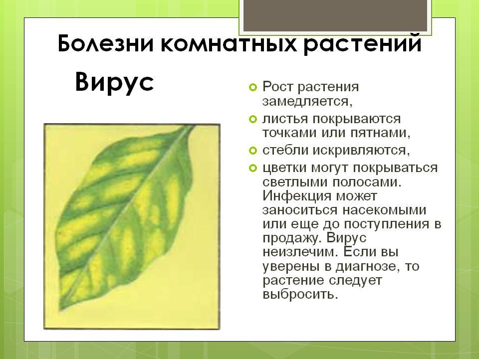 Определение болезней растений. Заболевания растений. Заболевания растений по листьям. Болезнь на листьях растений. Заболевание листьев растений.
