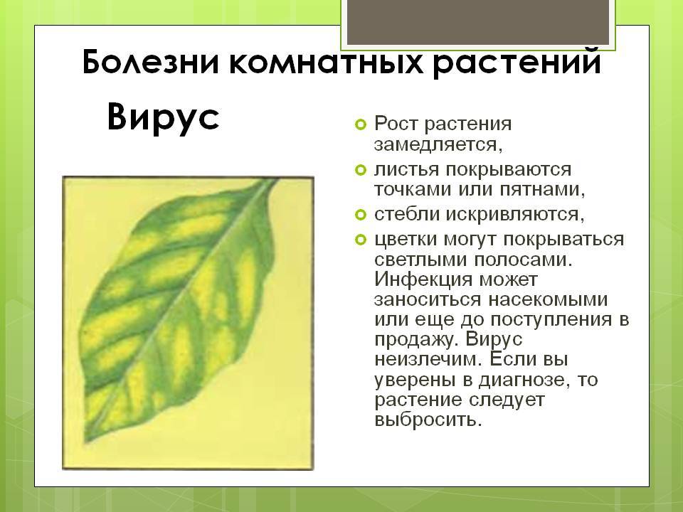 Болезни комнатных растений - названия, фото и как с ними бороться
