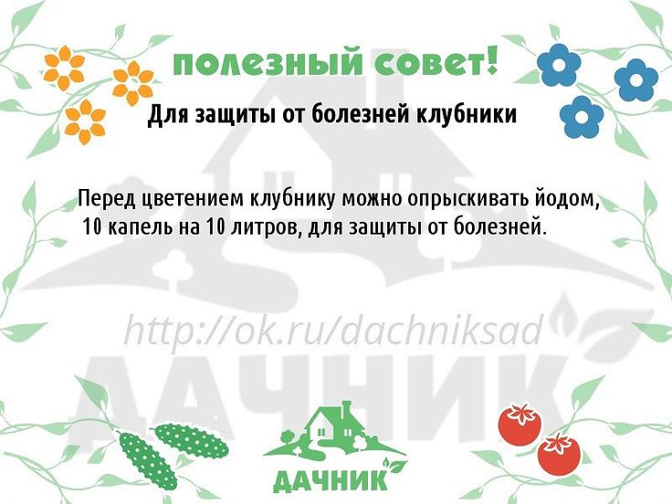 Марганцовка на даче: польза или вред? развенчиваем мифы, связанные с перманганатом калия