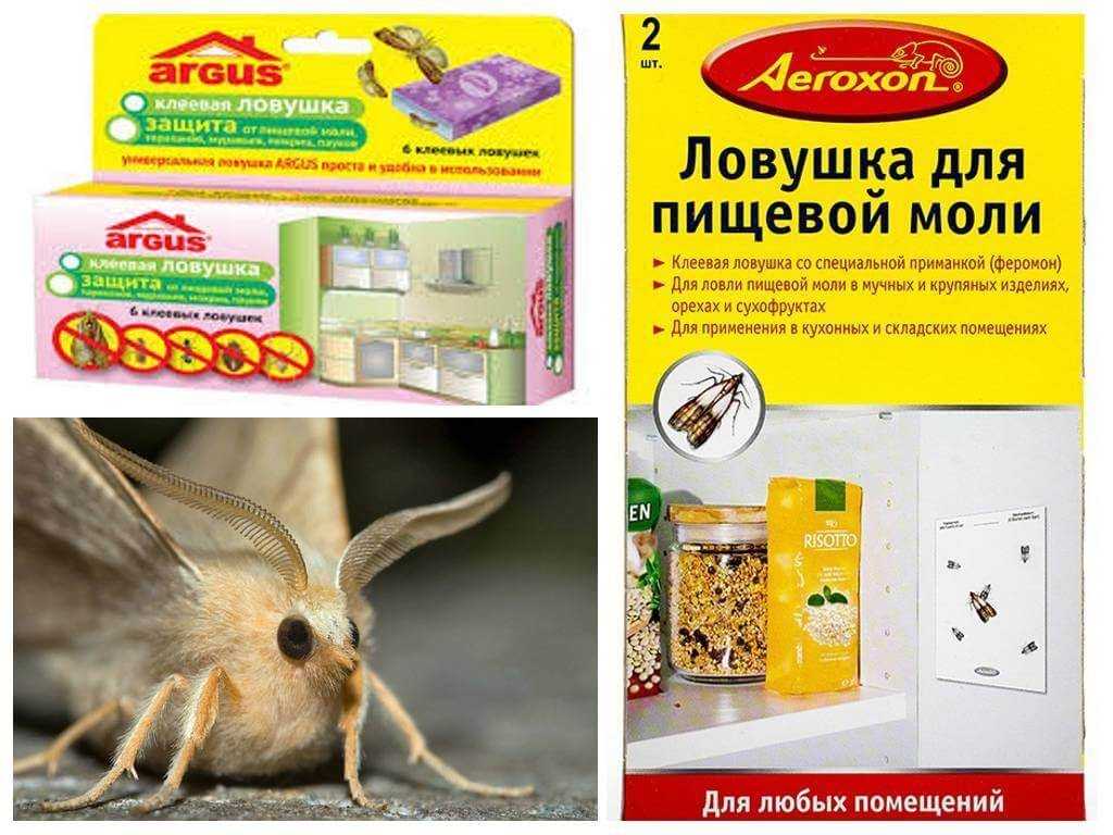 Пищевая моль и как от неё избавиться в квартире и доме (на кухне)