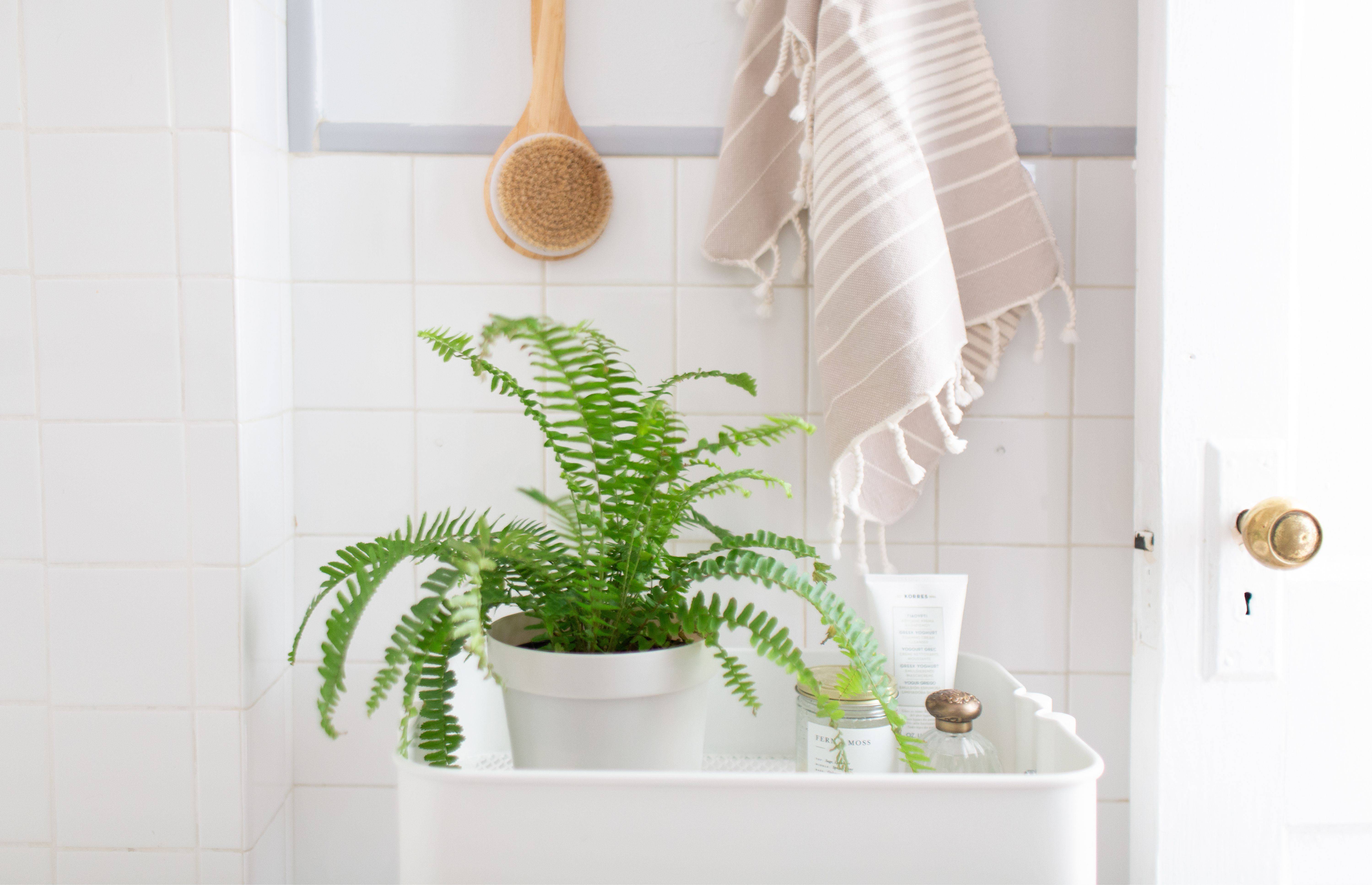 Какие растения выбрать для ванной комнаты?